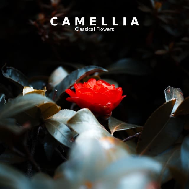 "'Camellia": Classical Flowers