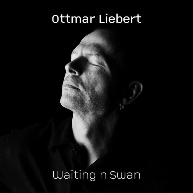 Waiting 'n' Swan