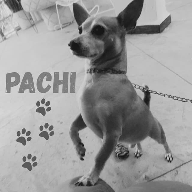 PACHI