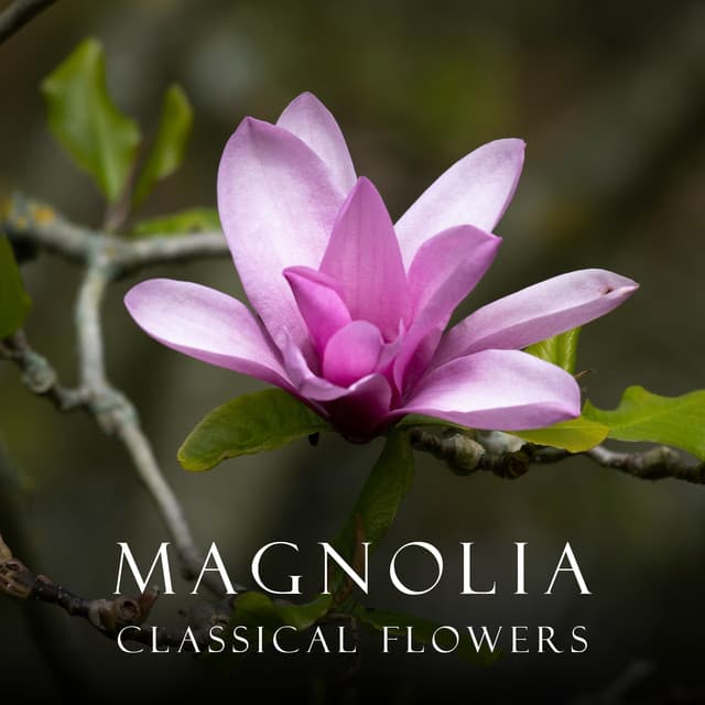 "Magnolia": Classical Flowers