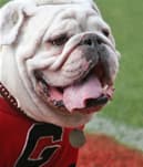 Uga VI the official live mascot of the Georgia Bulldogs from 1999 to 2008.