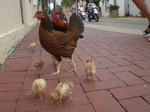 A family of feral chickens, Key West, Florida