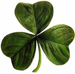 According to legend, Saint Patrick used the three-leaved shamrock to explain the Holy Trinity to Irish pagans.