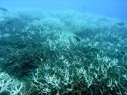 File:Bleachedcoral.jpg