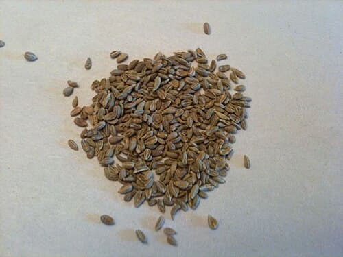 Anise seeds