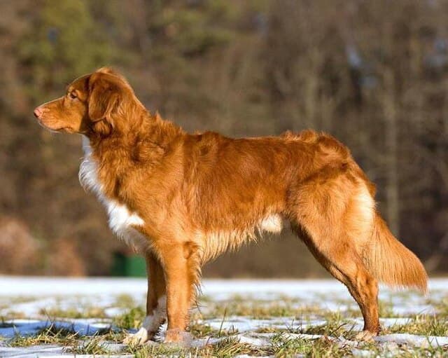 The film stars Indy, a Nova Scotia Duck Tolling Retriever (example pictured) owned by director Ben Leonberg.