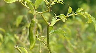 File:Chili_pepper.jpg