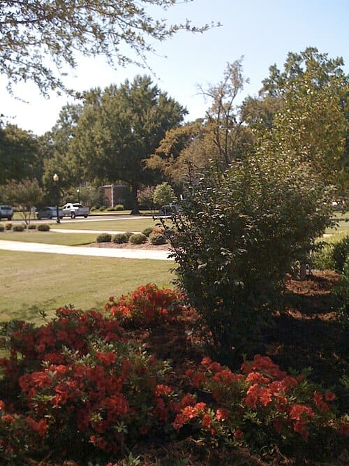 Flowers looking towards the south, central part of campus