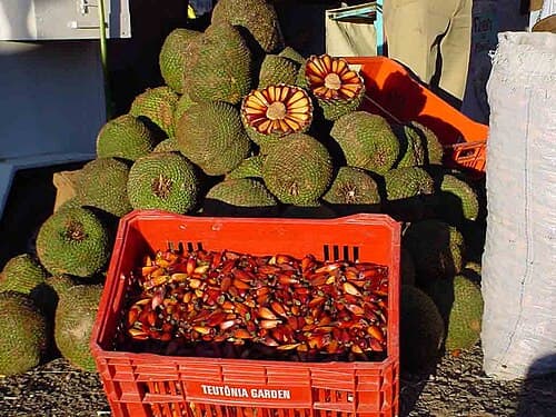 Araucaria angustifolia cones and nuts