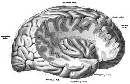 The insula of the right side, exposed by removing the opercula