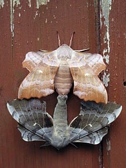 File:Joined_moths.JPG