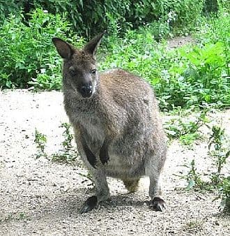 Joe Murray said that as he visited a zoo, he encountered this real-life wallaby that was "minding his own business" while elephants and monkeys "screamed for attention"; according to Murray, this led to the development of Rocko's character[1]