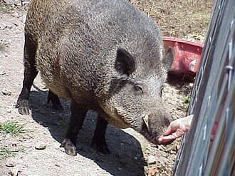 Tusk, the live mascot for the University of Arkansas.