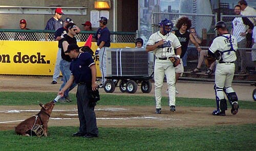 In a tradition started in the team's first year, the Saints' pig brings out game balls and receives a snack between innings.