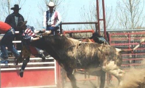 A rodeo bullfighter’s job can be quite dangerous, as in this example of one being gored by a bucking bull.